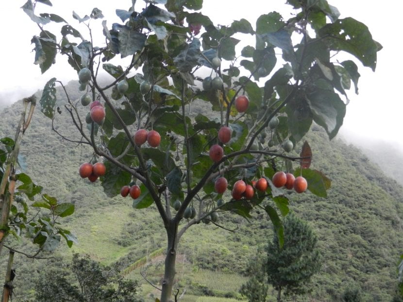 Tomate de Arbol